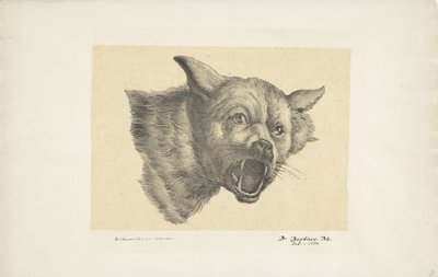 オオカミまたは犬の頭 作： Pieter Bartholomeusz. Barbiers