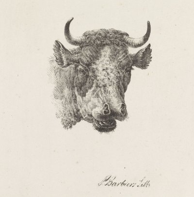 ブルヘッド 作： Pieter Bartholomeusz. Barbiers