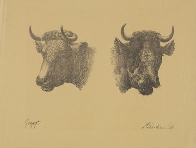 2 つの雄牛の頭 作： Pieter Bartholomeusz. Barbiers