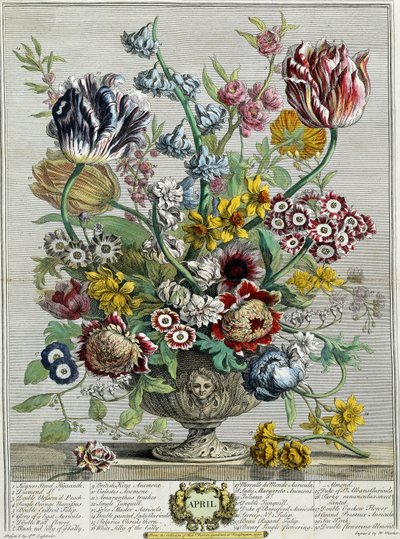 4月、「12か月の花」より、1730 作： Pieter Casteels