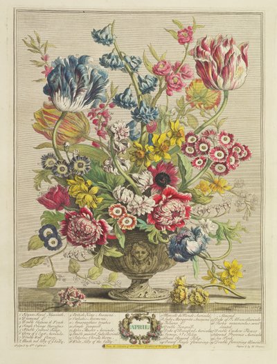 4月、「花の12か月」から、ロバート・ファーバー（c.1674-1756）、ヘンリー・フレッチャー（fl.c.1729）によって彫刻され、1730（カラーアクアチント）を公開（125934も参照） 作： Pieter Casteels