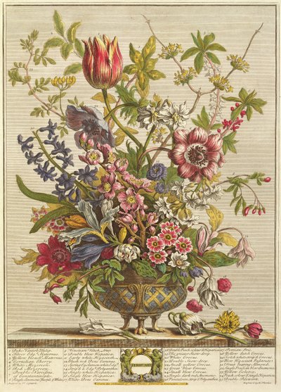 2月、ヘンリーフレッチャーによって彫刻されたロバートファーバー（c.1674-1756）の「12か月の花」から（色の彫刻） 作： Pieter Casteels