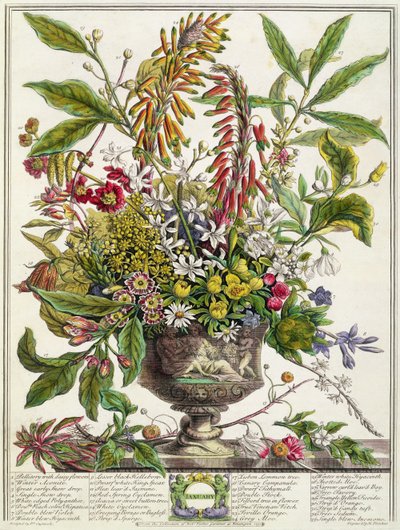 1月、「花の12か月」より、ロバート・ファーバー（c.1674-1756）、ヘンリー・フレッチャー（カラー彫刻） 作： Pieter Casteels