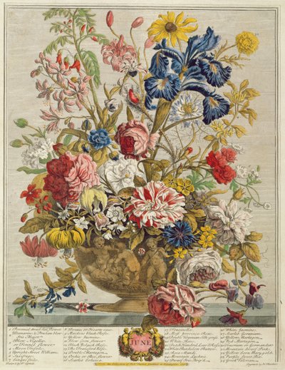 6月、ヘンリーフレッチャーの彫刻によるロバートファーバー（c.1674-1756）の「12か月の花」より（カラー彫刻） 作： Pieter Casteels