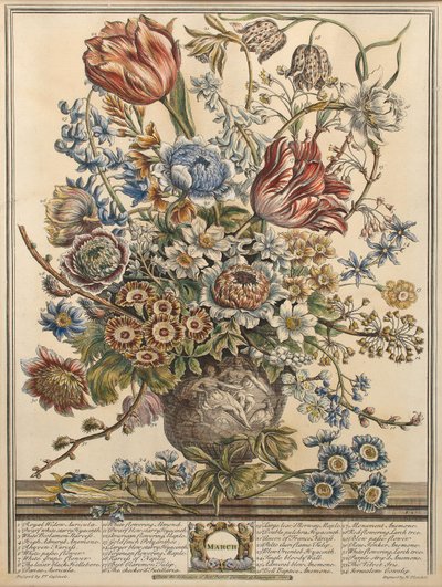 3月、ロバートファーバー（c.1674-1756）の「12か月の花」から、ヘンリーフレッチャー（色の彫刻）によって彫刻 作： Pieter Casteels