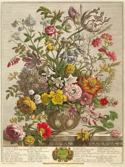 5月、ヘンリーフレッチャーによって彫刻されたロバートファーバー（c.1674-1756）の「12か月の花」から（カラー彫刻） 作： Pieter Casteels