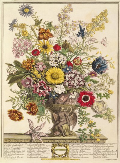 11月、ヘンリーフレッチャーによって彫刻されたロバートファーバー（c.1674-1756）の「12か月の花」から（カラー彫刻） 作： Pieter Casteels