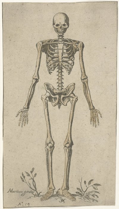正面から見た男性の骨格 解剖学的研究（シリーズタイトル） 作： Pieter Feddes van Harlingen