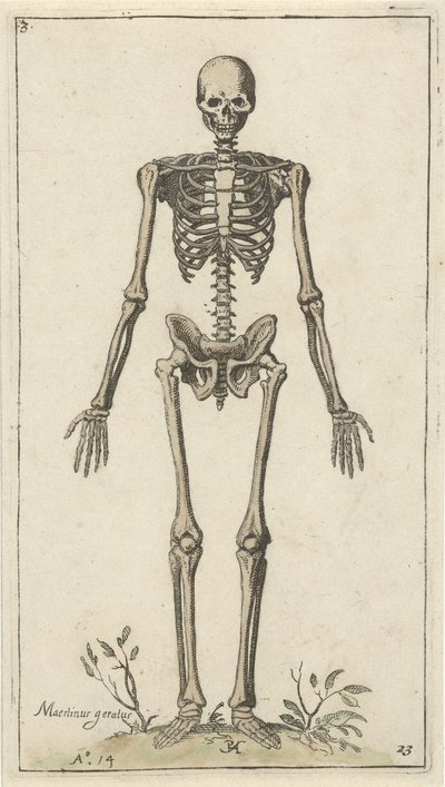 正面から見た男性の骨格 解剖学的研究（シリーズタイトル） 作： Pieter Feddes van Harlingen