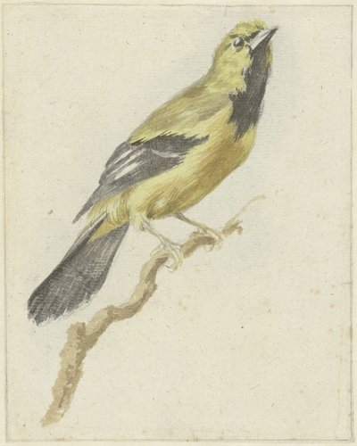 イエロー オリオール (Icterus nigrogularis) 作： Pieter Gevers