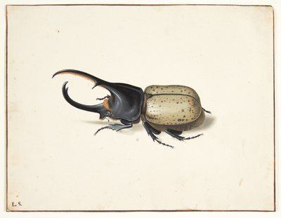 Herkulesbille (dynastes hercules) で 作： Pieter Holsteijn