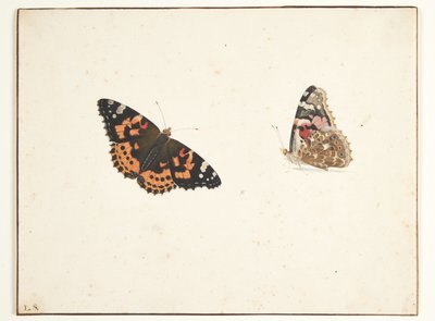 アザミの 2 つの習作 (vanessa cardui l.) 作： Pieter Holsteijn