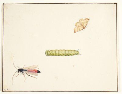 3 つの昆虫研究 作： Pieter Holsteijn