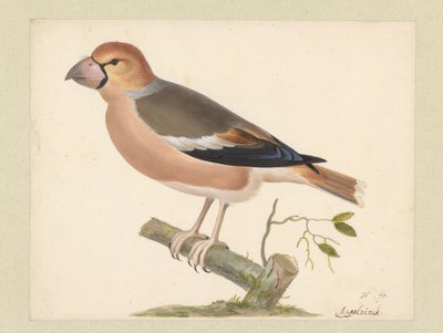 アップルフィンチ 作： Pieter Holsteyn (I)