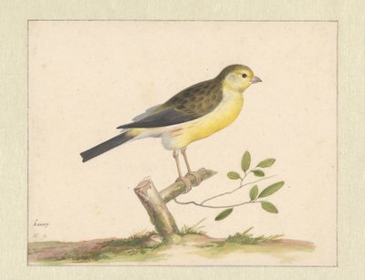 野生のカナリア 作： Pieter Holsteyn (I)