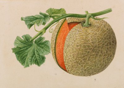 1878～1881年の園芸および樹木栽培の出版物からのオリジナル。 作： Pieter Joseph de Pannemaeker