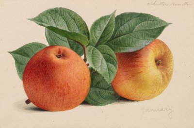 1878～1881年の園芸および樹木栽培の出版物からのオリジナル。 作： Pieter Joseph de Pannemaeker