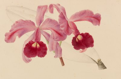 1878～1881年の園芸および樹木栽培の出版物からのオリジナル。 作： Pieter Joseph de Pannemaeker