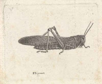 バッタ 作： Pieter Lyonet