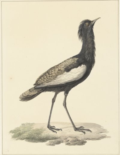 バルダトラップ (Eupadatis bengalensis / Haubropsis bengalensis) 作： Pieter Pietersz. Barbiers