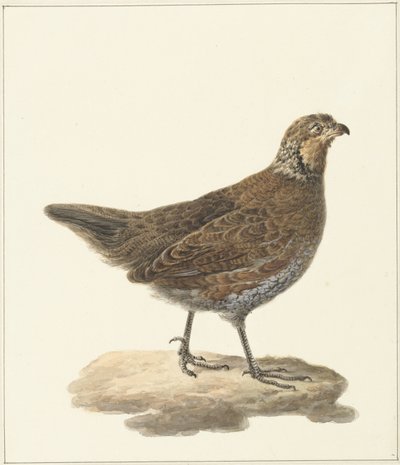 ボブホワイト (Colinus virginianus) 作： Pieter Pietersz. Barbiers