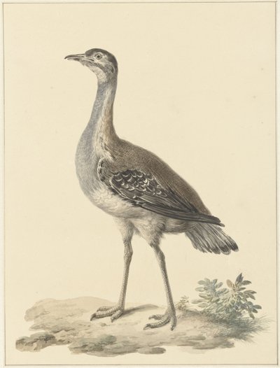 Denhams トラップ (Neotis denhami) 作： Pieter Pietersz. Barbiers