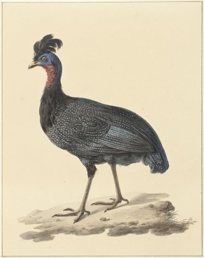 ホロホロチョウ 作： Pieter Pietersz. Barbiers