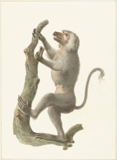 マントルヒヒ 作： Pieter Pietersz. Barbiers