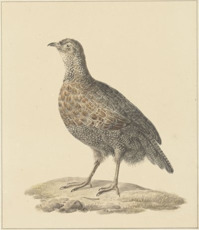 ヤマウズラ(?) 作： Pieter Pietersz. Barbiers