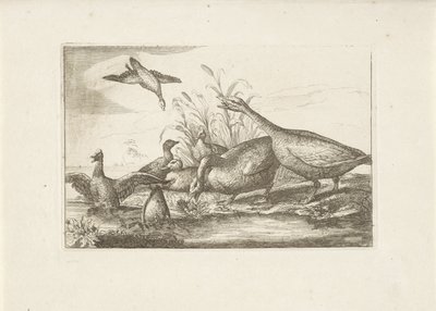 Eenden en ganzen 別の鳥（シリーズタイトル） さまざまな鳥の最も完璧な姿 (...) (シリーズのタイトル) 作： Pieter Schenk (I) (attributed to)