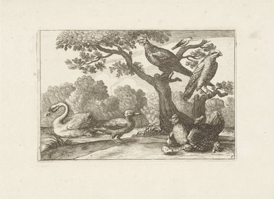 Kip met kuikens en andere vogels 別の鳥（シリーズタイトル） さまざまな鳥の最も完璧な姿 (...) (シリーズのタイトル) 作： Pieter Schenk (I) (attributed to)