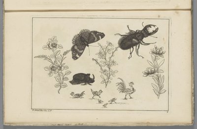 カブトムシ、蝶、カブトムシと 3 つの花の枝 中国の花と昆虫（連載タイトル） 作： ピーター・シェンク（II）