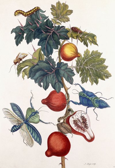 さまざまな昆虫の変態、1726 作： Pieter Sluiter or Sluyter