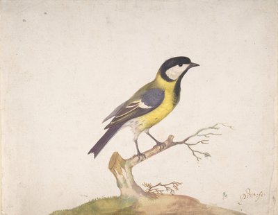 枝にとまるシジュウカラのヤマガラ、1670～93年。 作： Pieter Withoos