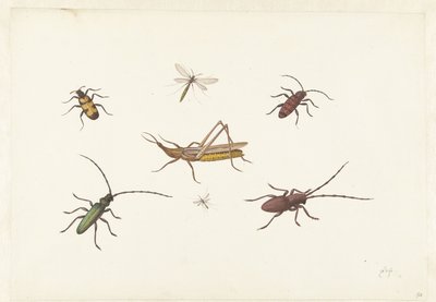 7 種類の昆虫のシート 7 種類の昆虫のシート 作： Pieter Withoos