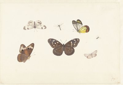 5 つの蝶と 2 つのハエのシート 作： Pieter Withoos