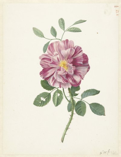 Gallic Rose (ローザ ガリカ L. 