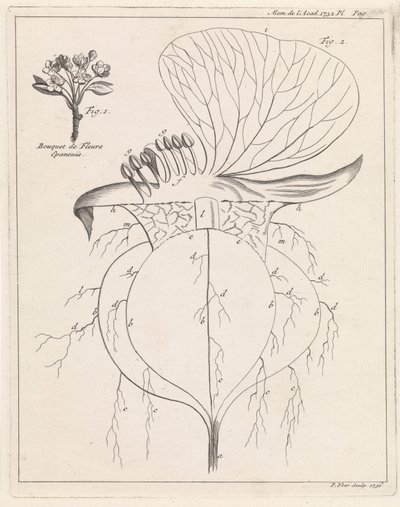 花の断面 作： Pieter Yver