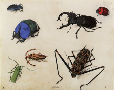 カブトムシ、1636 作： Pieter the Elder Holsteyn