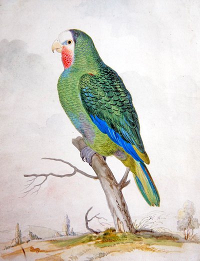 風景の中のオウム」（ペンと墨の上にガッシュで描いたもの） 作： Pieter the Younger Holsteyn