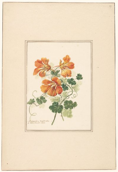 トロペオラムとパンジーの枝 作： Pieter van Loo (attributed to)