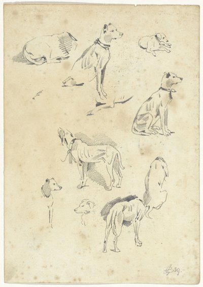 犬の研究 作： Pieter van Loon