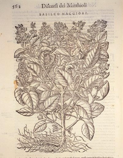 バジル（ocymum basilicum）、ピエル・アンドレア・マッティオリの版画 作： Pietro Andrea Mattioli