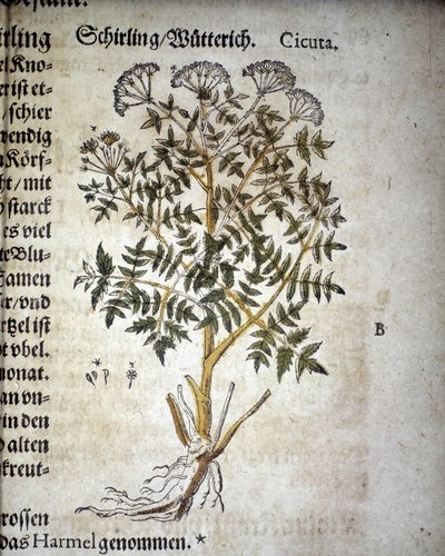 Cicuta - "Herbarium Mattioli "にて。 作： Pietro Andrea Mattioli