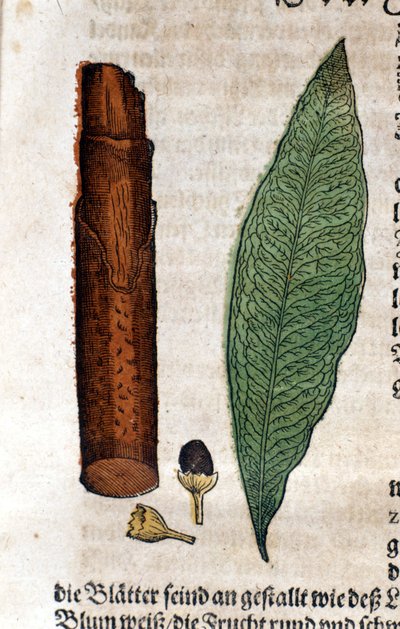 Cinnamoma.ピエトロ・アンドレア・マッティオリ（Matthiole）（1500-1577）の「Kreutterbuch Dess Hochgelehrten unnd weitberuhmten Herrn D. Petri Andreae Matthioli」に掲載された版画。フランクフルト 作： Pietro Andrea Mattioli
