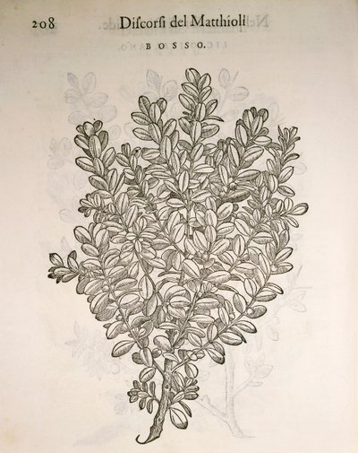 ボックスウッド（Buxus sempervirens）、ピエル・アンドレア・マッティオリの版画 作： Pietro Andrea Mattioli