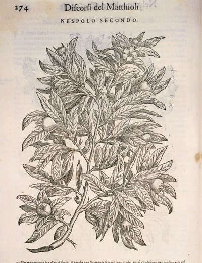 メドラー（Mespilus germanica）、Pier Andrea Mattioliの彫刻 作： Pietro Andrea Mattioli