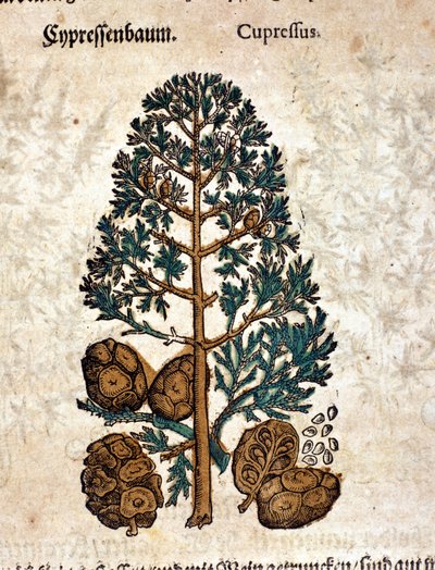 Cyper Cone.ピエトロ・アンドレア・マッティオリ（Matthiole）（1500-1577）の「Kreutterbuch Dess Hochgelehrten unnd weitberuhmten Herrn D. Petri Andreae Matthioli」に掲載された版画。フランクフルト 作： Pietro Andrea Mattioli