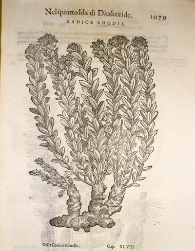 ゴールデンルート（Rhodiola rosea）、ピエル・アンドレア・マッティオリの版画 作： Pietro Andrea Mattioli