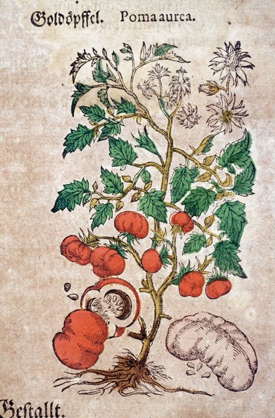 ハーバリウム：トマトの植物（Caulis floridus）を表す植物学的なプラノマ・アウレアッシュ。ピエトロ・アンドレア・マッティオリ（Matthiole）の「Kreutterbuch Des Hochgelehrten unnd weitberuhmten Herrn D. Petri Andreae Matthioli」に掲載された版画。 作： Pietro Andrea Mattioli